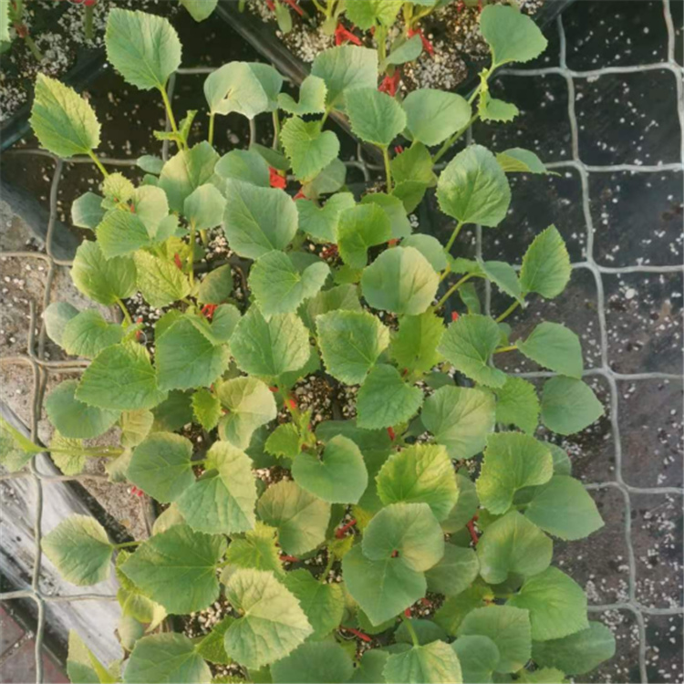 寿光温室大棚种植羊角蜜种苗  抗死棵甜瓜种苗 批发好价