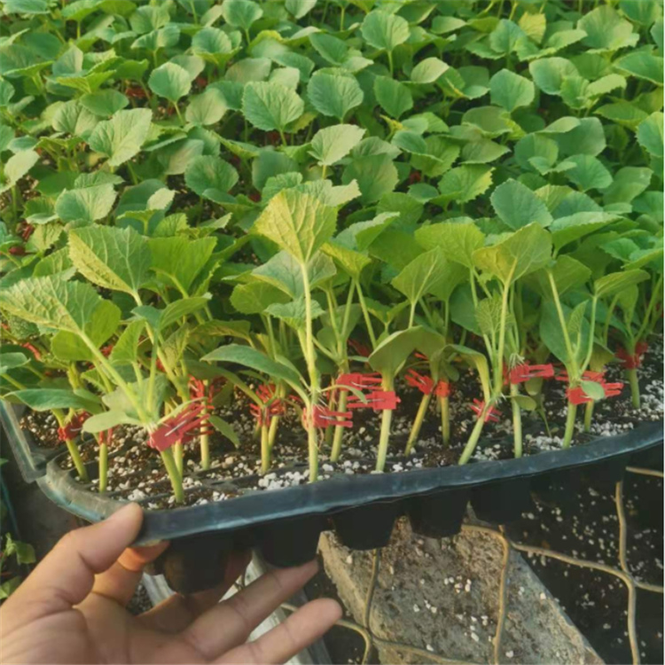 供应 甜瓜种苗  早春羊角蜜种苗  种苗基地发货