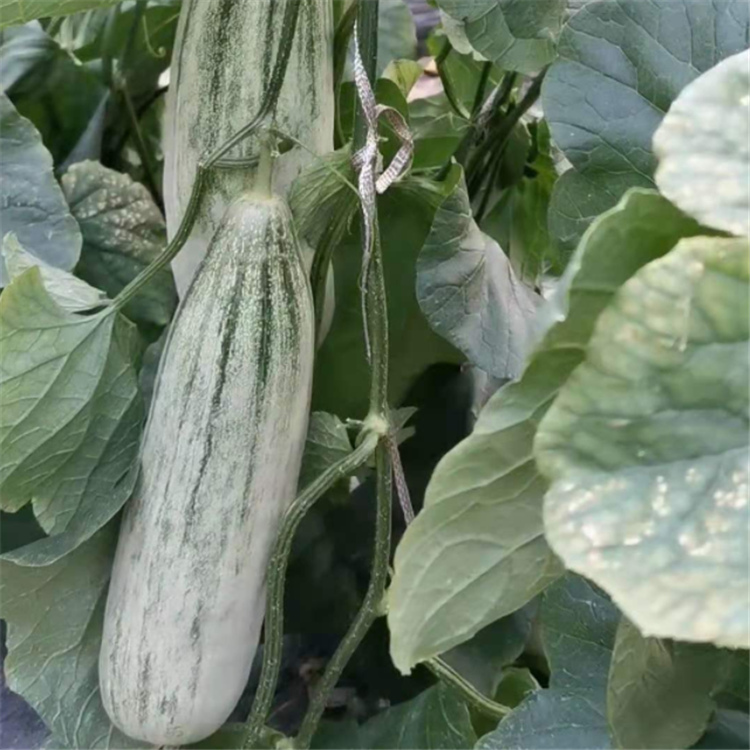 羊角蜜苗 甜瓜种苗 供应种苗 口感好羊角蜜种苗