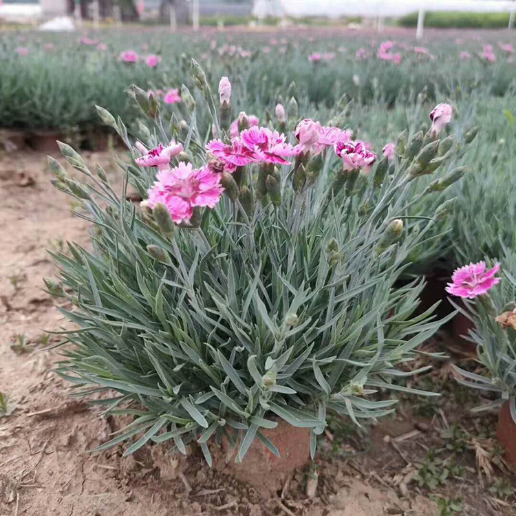 彩虹石竹 宿根草花价格 采购基地 彩虹石竹培育