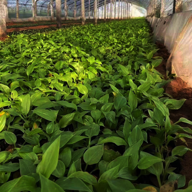 玉簪价格 玉簪出售 玉簪种植基地 夏杰花卉