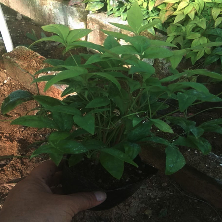 南天竹价格 南天竹出售 南天竹种植基地 夏杰苗木基地