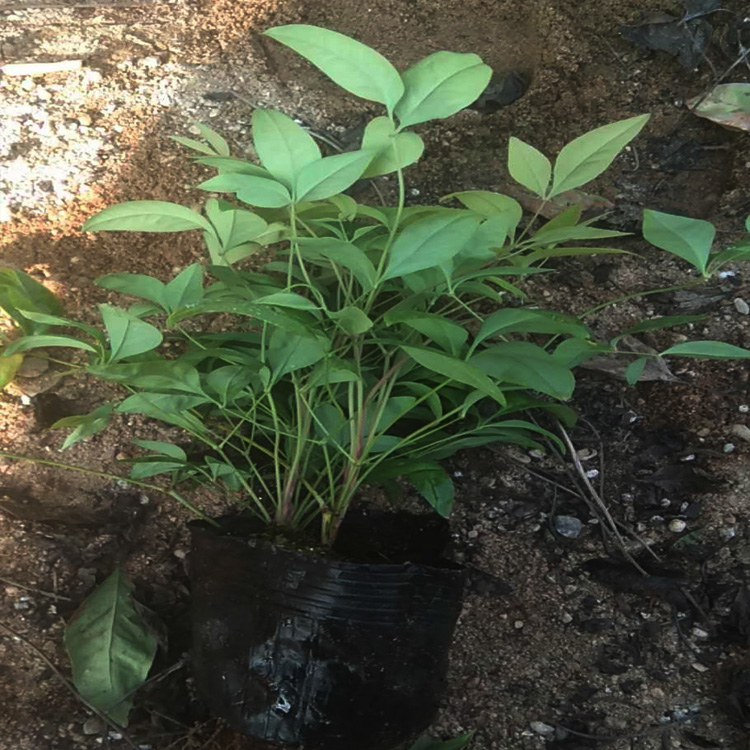 南天竹批发采购 南天竹种植户 火焰南天竹 夏杰苗木基地