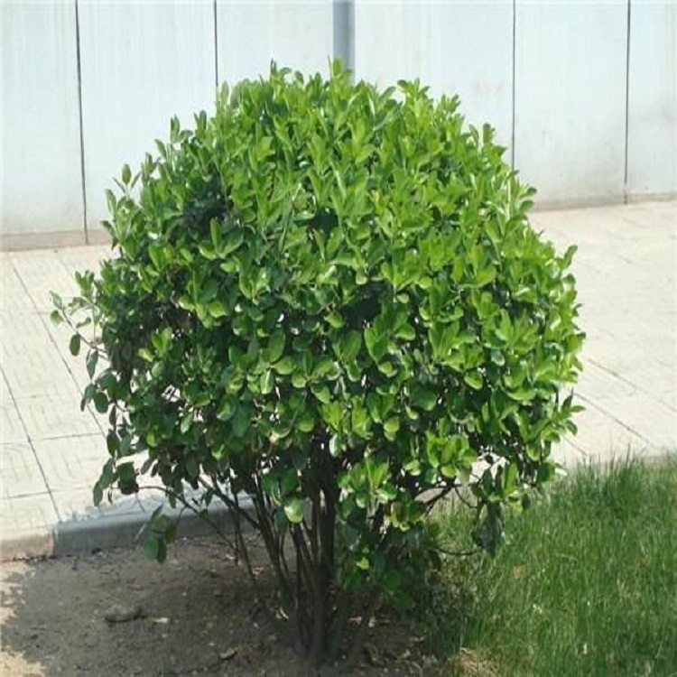 冬青球小苗 畅达供应冬青球_冠幅大 冬青球种植商