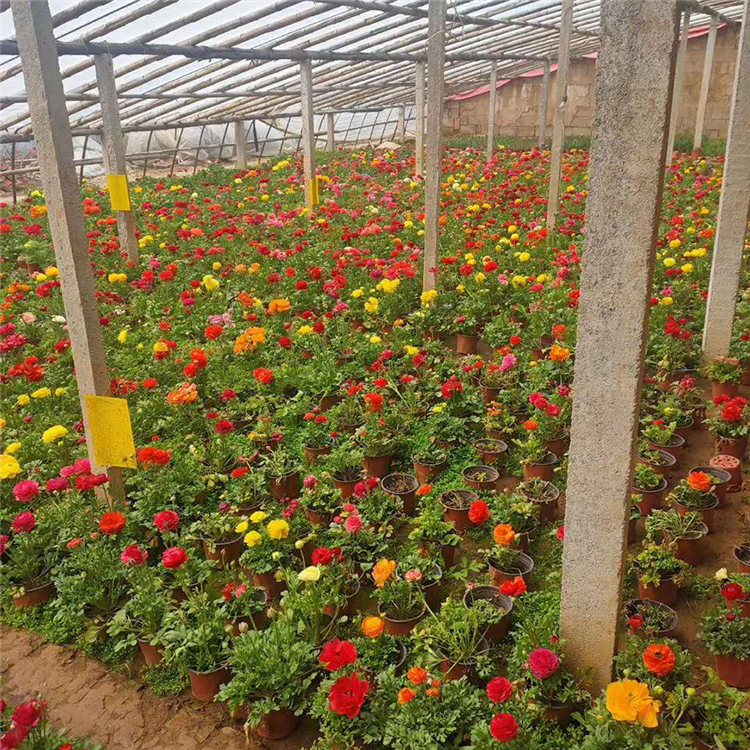 红花芹叶牡丹 批发花毛茛 优惠价格直销