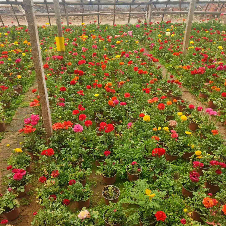 芹叶牡丹批发商 盆栽芹叶牡丹 芹叶牡丹批售价格咨询
