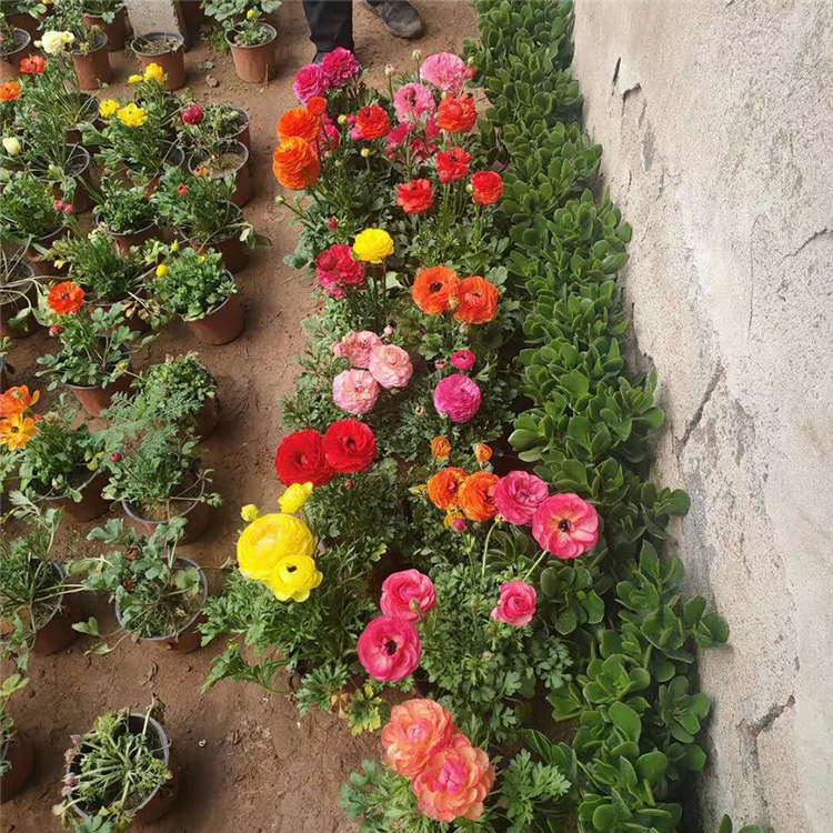 红花芹叶牡丹 青州芹叶牡丹 春彩芹叶牡丹盆栽