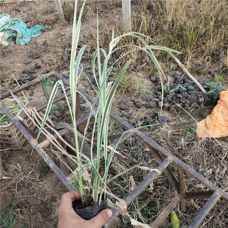 青州草花暖季型花叶芒耐半阴植物 花叶芒报价