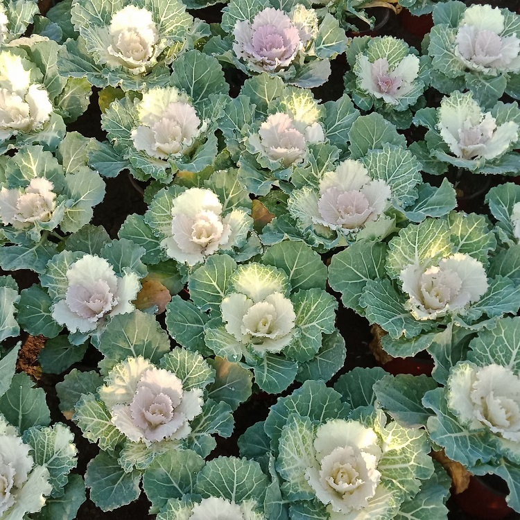 双色盆羽衣甘蓝  羽衣甘蓝出售  量大优惠