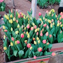 山东郁金香  郁金香基地  花期4-5月
