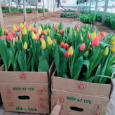 苗圃大量出售郁金香  郁金香小苗  喜光照温暖