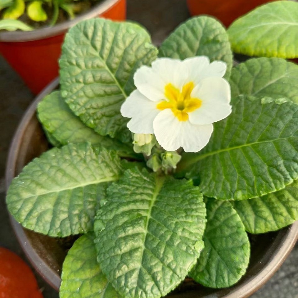 观赏报春花盆栽  报春花种植基地  双色盆报春花