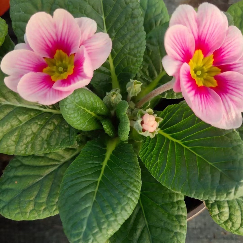 好苗预定  报春花批发商  量大优惠