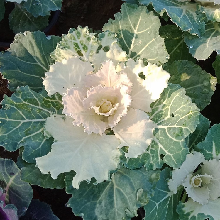 冬季耐寒租摆羽衣甘蓝  羽衣甘蓝批发商  山东羽衣甘蓝培育基地