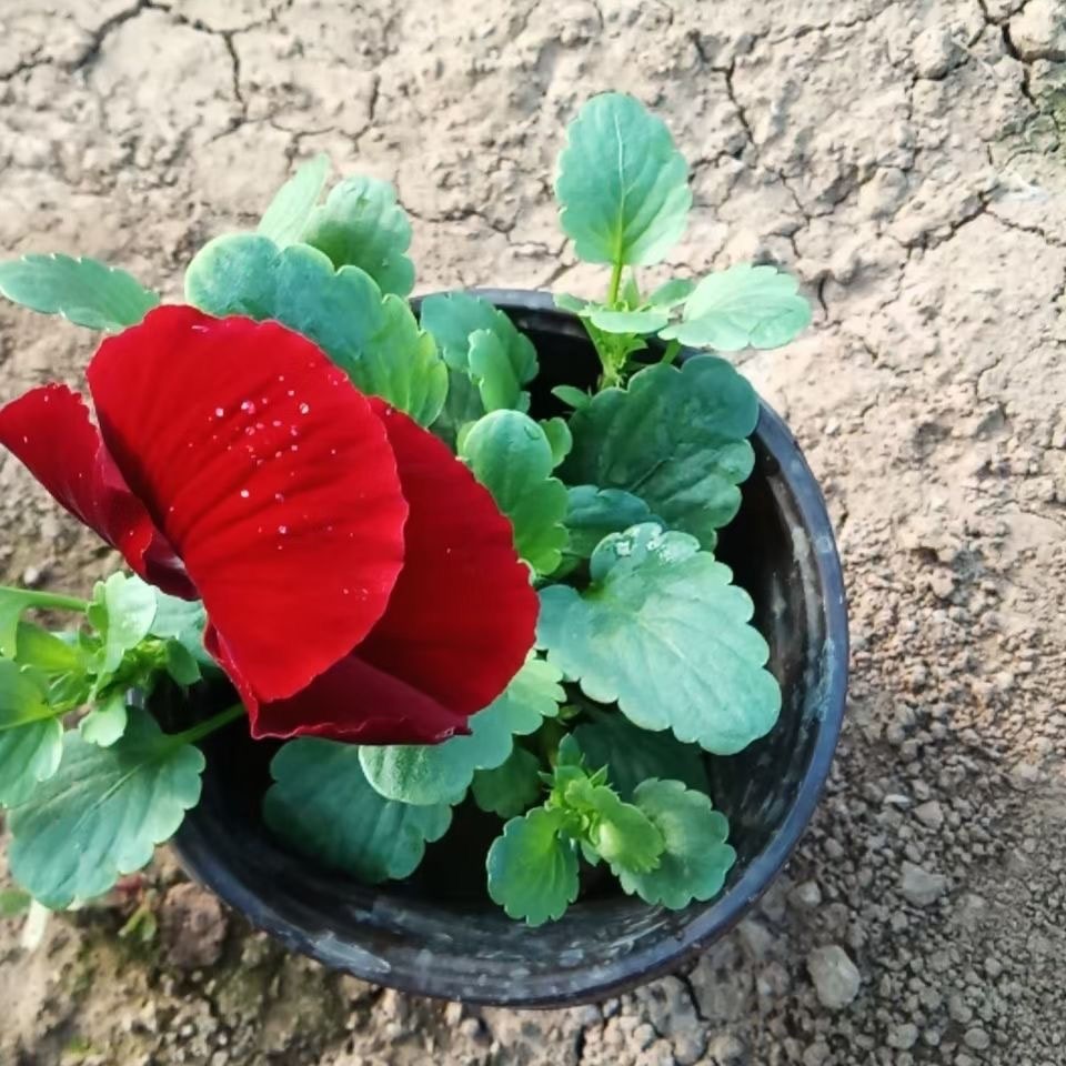 格圣 三色堇  多色系观赏草花  花坛点缀用花 三色堇盆栽