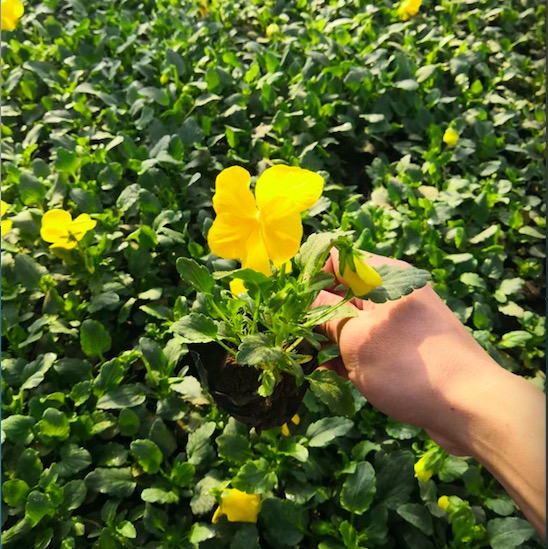 猫脸花 三色堇价格 蝴蝶花
