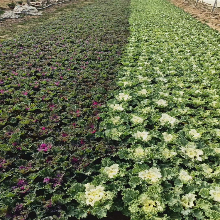 羽衣甘蓝 苗圃羽衣甘蓝报价 青州羽衣甘蓝价格