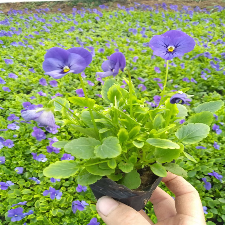 青州角堇批发 角堇种植户 冬季草花角堇出售 江瑞花卉
