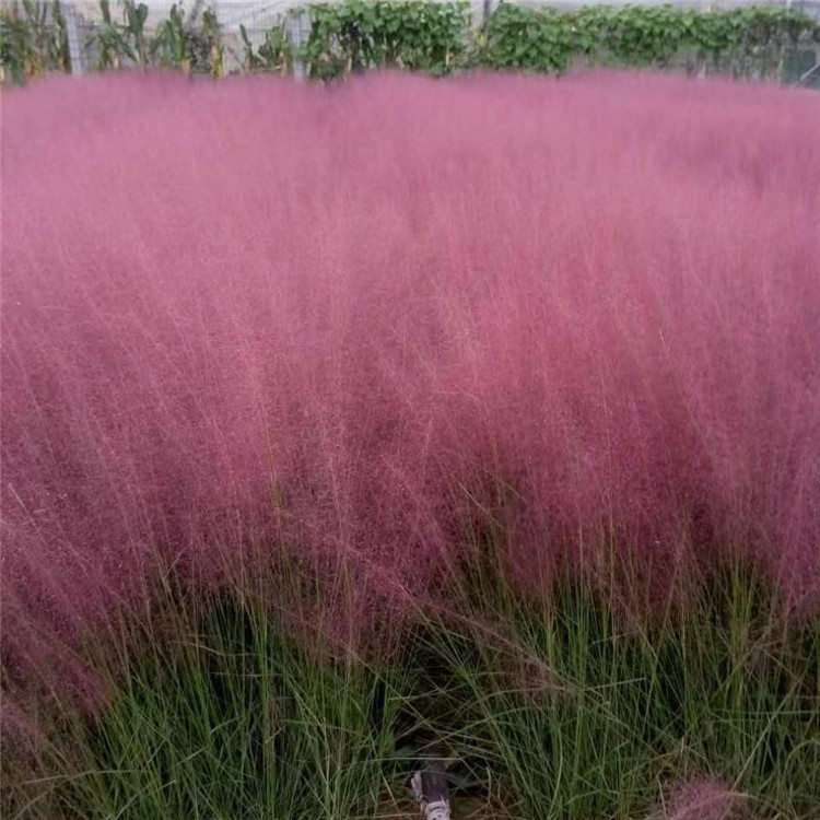 粉黛乱子草 粉黛乱子草价格 种植粉黛乱子草