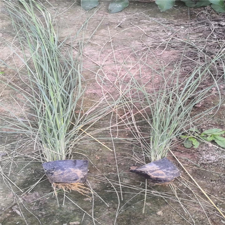 粉黛乱子草苗 耐寒宿根花卉 江瑞花卉基地 长期供货