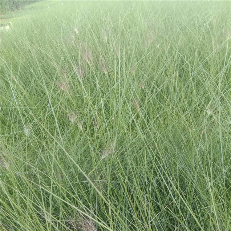 河南粉黛乱子草 公园用粉黛乱子草 粉黛乱子草批发商
