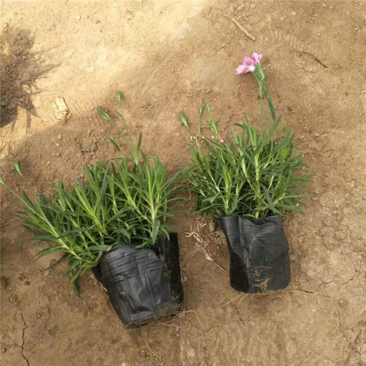  欧润 观赏花卉欧石竹 欧石竹穴盘苗 报价供应
