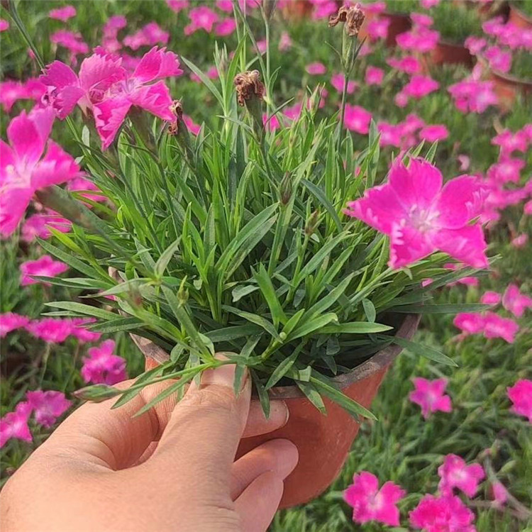  欧润 欧石竹耐寒宿根 白花欧石竹 生长速度快