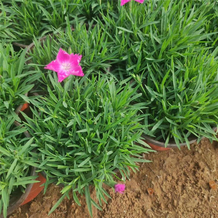  欧润 欧石竹苗子 欧石竹租摆 苗木种植基地