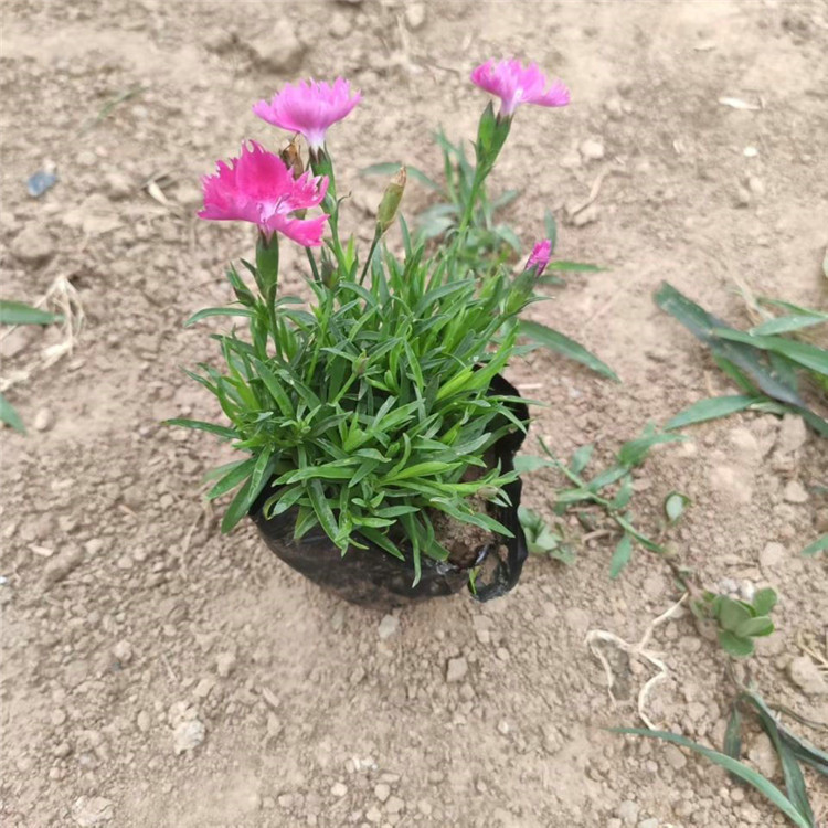  欧润 草花欧石竹 欧石竹工程苗 园林绿植