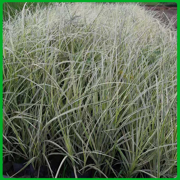 花叶芒价格 花叶芒苗 多年生草本植物