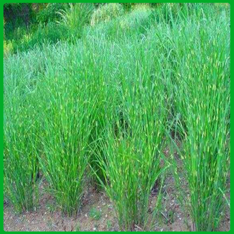 绿化工程苗 大花斑叶芒 斑叶芒供应商