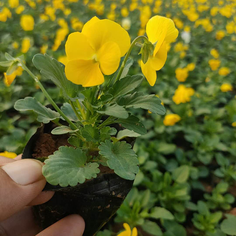 三色堇杯苗价格 基地批发 青州三色堇杯苗