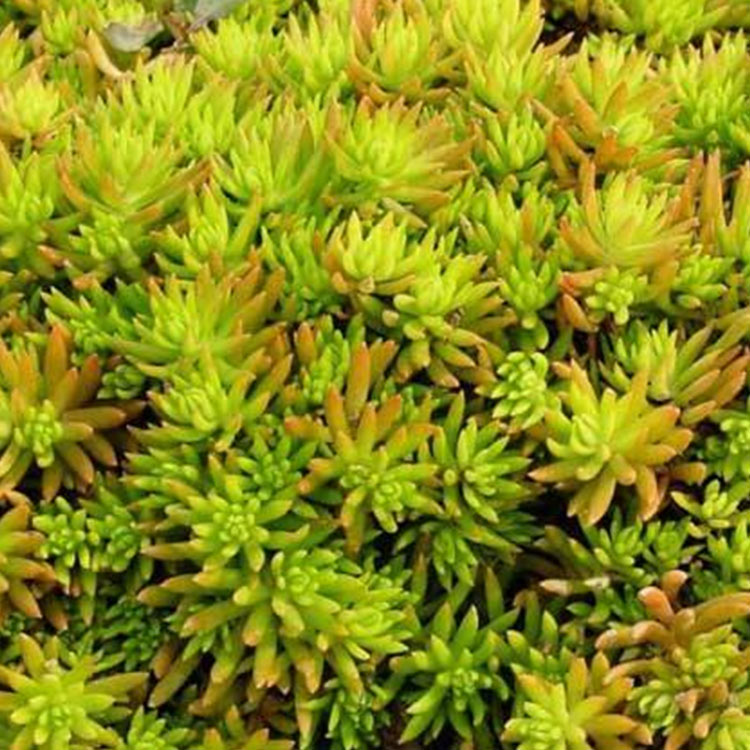 佛甲草小苗销售 时令草花基地 山东佛甲草小苗