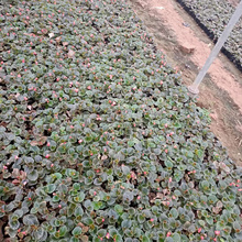 自产自销 四季海棠 四季海棠种植基地