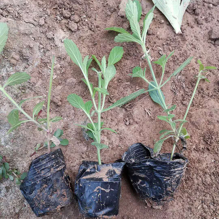 马鞭草 森灏花卉苗木 青州草花 马鞭草行情
