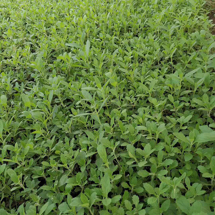 山东草花 马鞭草销售 杯苗马鞭草
