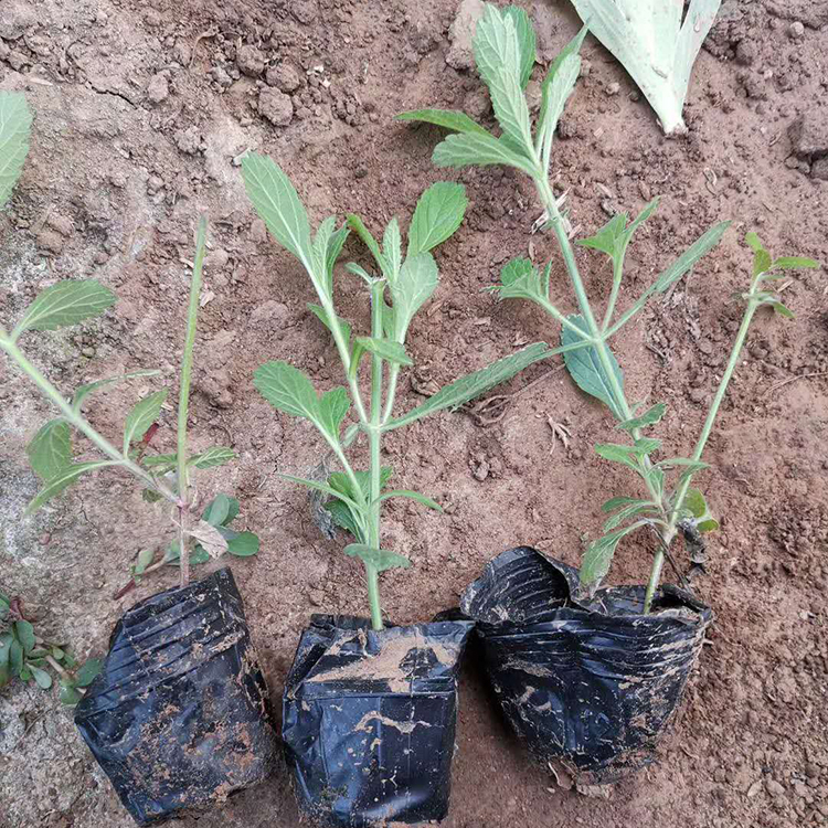 马鞭草花海 价格实惠 山东草花 马鞭草行情