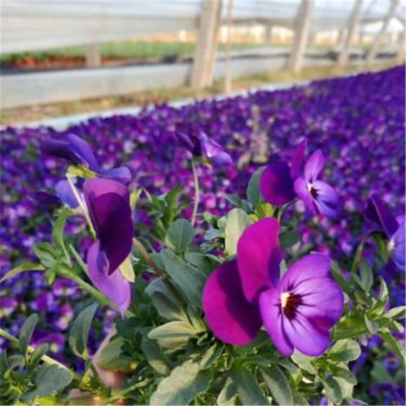 角堇杯苗 青州角堇种植基地 价格从优角堇杯苗