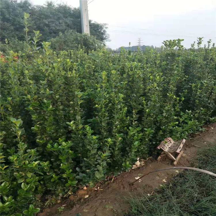 北海道黄杨种植基地 价格实惠 山东北海道黄杨树苗
