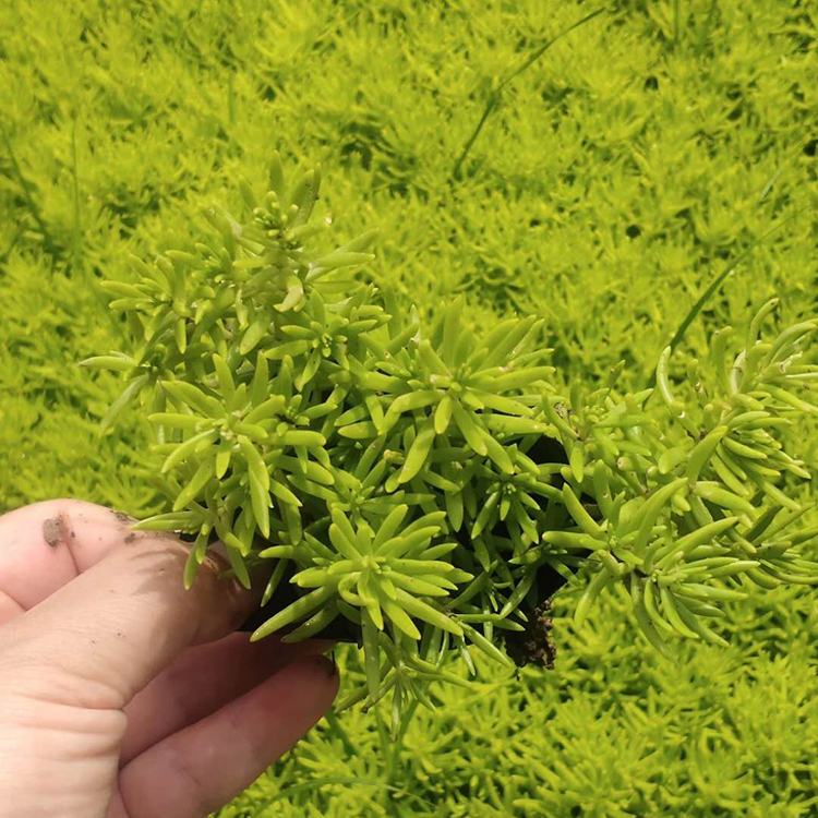 黄金佛甲草批发商 青州花卉苗木 黄金佛甲草 多年生草花