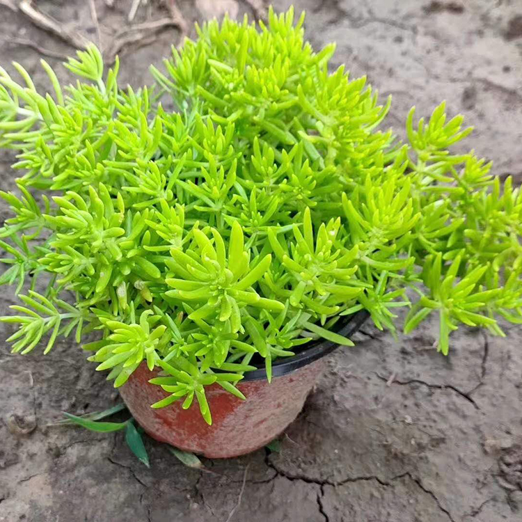 黄金佛甲草基地 青州草花 佛甲草小苗 耐干旱能力好