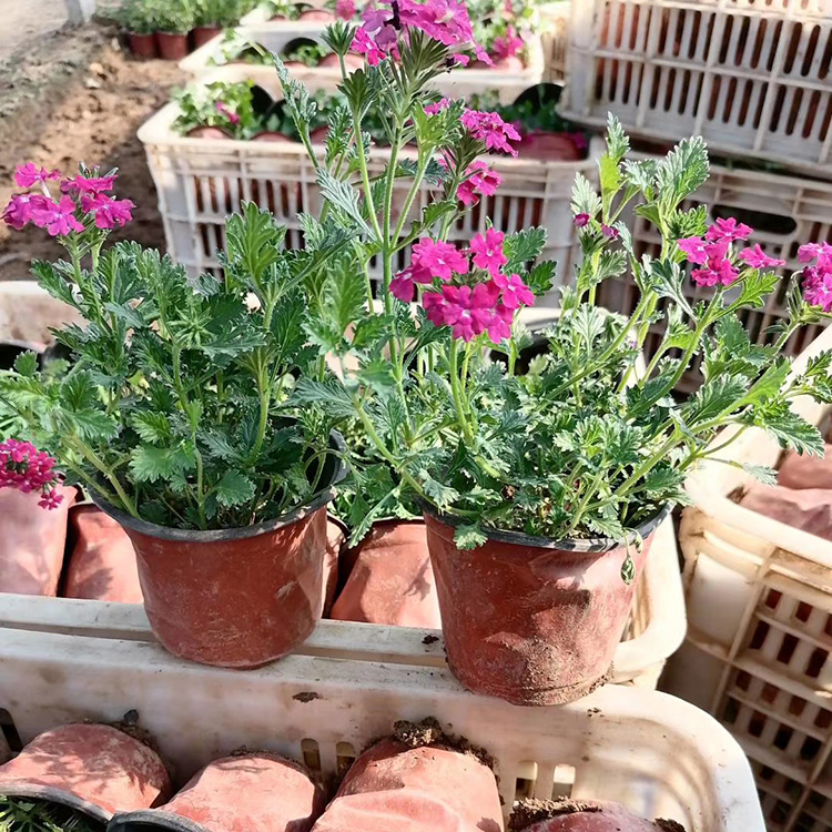 美女樱杯苗 青州草花种植基 美女樱图片 价格从优