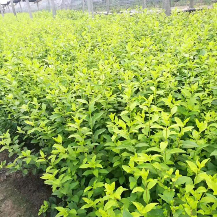 金叶女贞销售 青州金叶女贞苗 花农自营