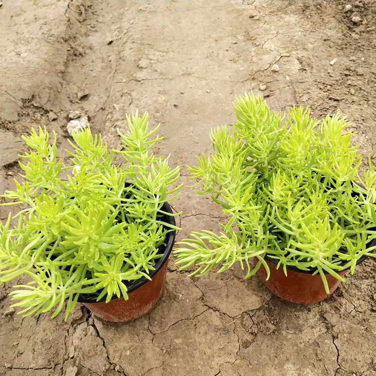 黄金佛甲草基地 山东草花 黄金佛甲草 适应性较强