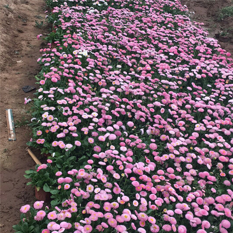 大量批发 雏菊 地被植物雏菊直销