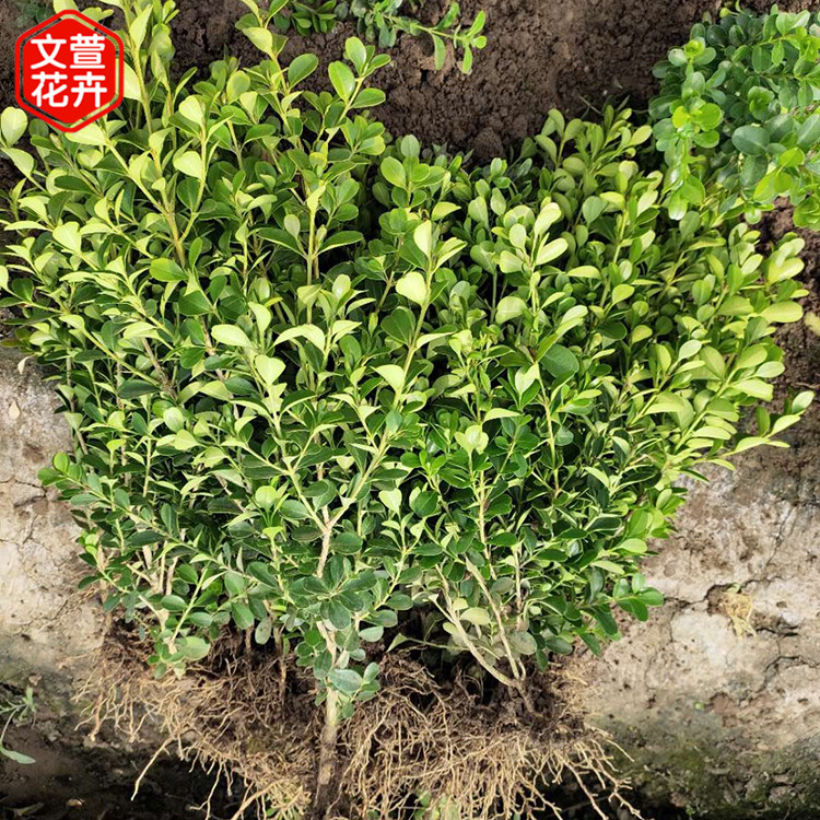 地栽黄杨价格 根须长势好 山东地栽黄杨