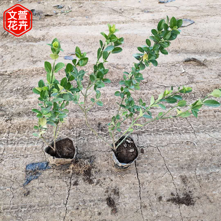 小叶扶芳藤批发 欢迎电话联系 山东爬行卫矛
