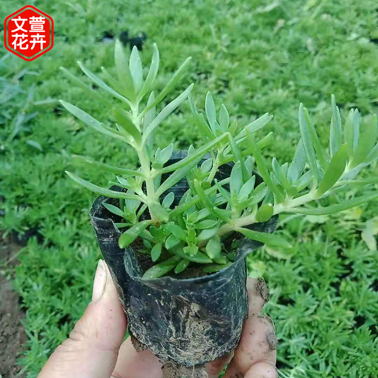 文萱花卉供应 佛甲草幼苗 佛甲草批发