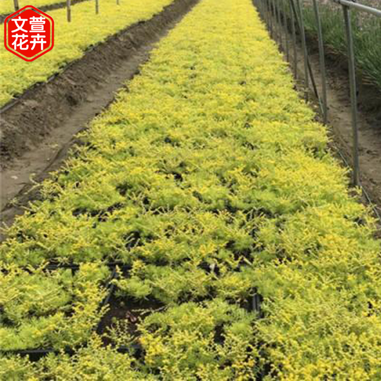 苗圃基地批发 佛甲草 佛甲草供应商