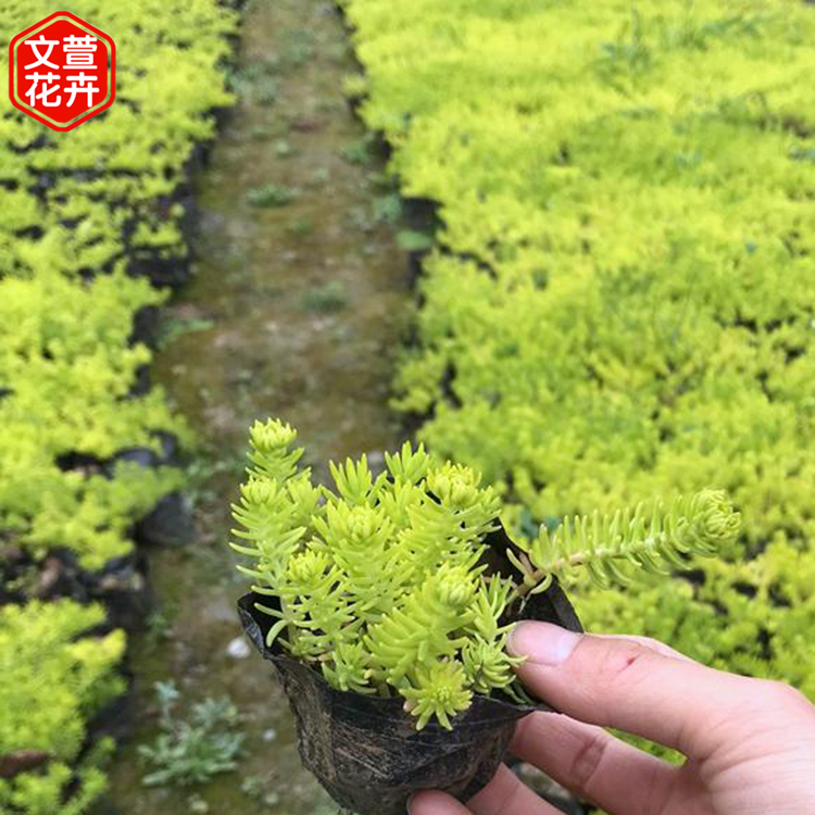 文萱花卉苗木常年批发佛甲草幼苗 